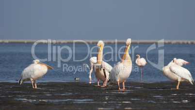 Rosapelikane (Pelecanus onocrotalus)