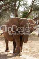 Wüstenelefant in Namibia