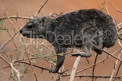 Klippschliefer (Procavia capensis)