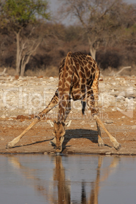 Trinkende Giraffe