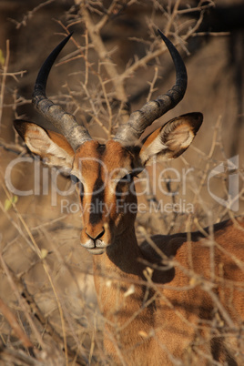 Schwarznasenimpala