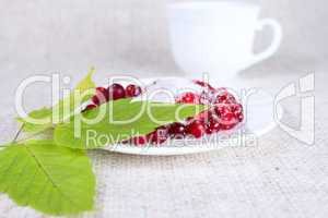 Cowberry in sugar against a mug