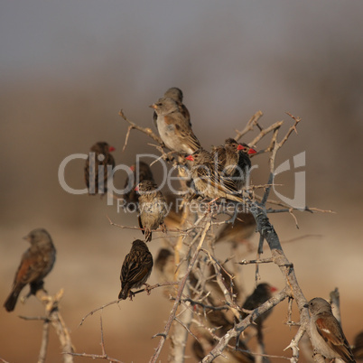 Blutschnabelweber (Quelea quelea)