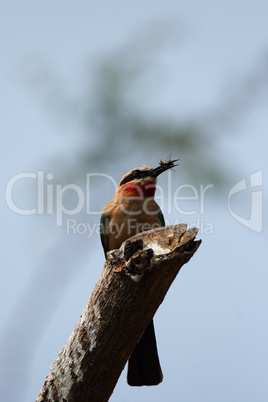 Weißstirnbienenfresser (Merops bullockoides)