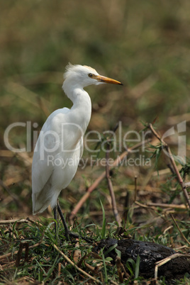 Mittelreiher (Ardea intermedia)