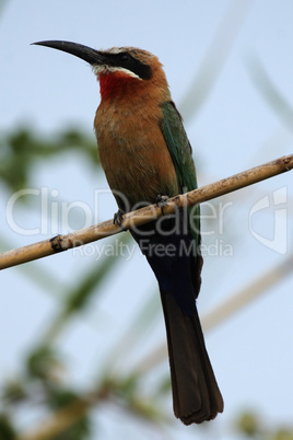 Weißstirnbienenfresser (Merops bullockoides)