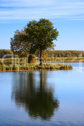 Autumn tree reflected in water