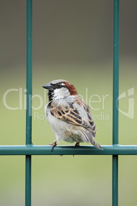 Haussperling (Passer domesticus)