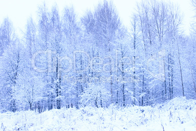 Snow-covered park