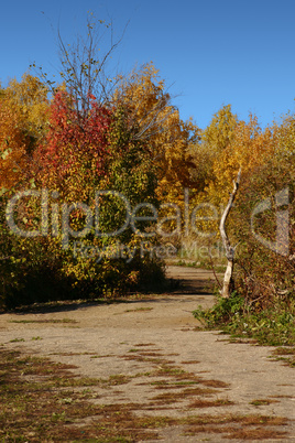 Asphalt path in autumn park