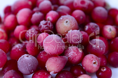 The frozen berries of a cowberry