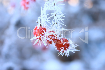 Mountain ash on a branch covered with hoarfrost