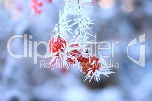 Mountain ash on a branch covered with hoarfrost
