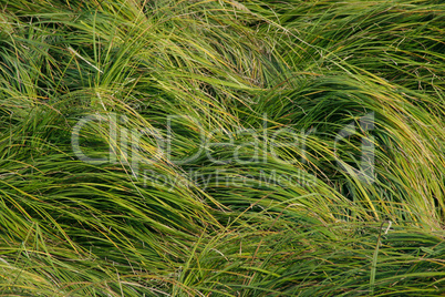 Green long grass