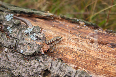 Lizard on the log which has grown with a moss