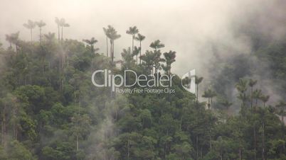 Misty cloudforest in the Ecuadorian Andes
