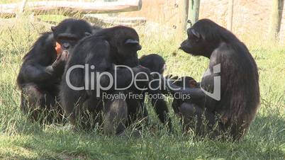 Family of chimpanzee