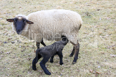 Schwarzes Schaf