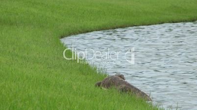 Monitor Lizard Cooling Off In A Pond