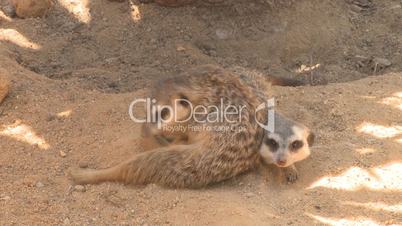 Suricate or meerkat (Suricata suricatta)