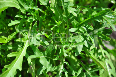 Rucola (Rauke)