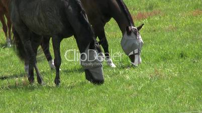 Two Blind Horses Grazing