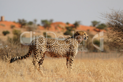 Gepard (Acinonyx jubatus)