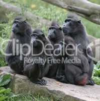 Macaques