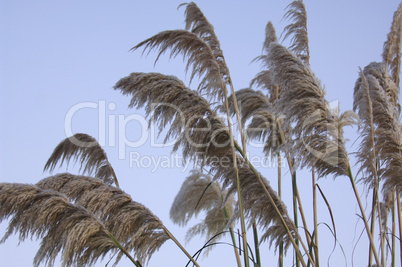 Pampas grass