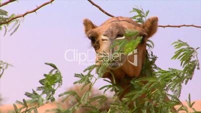 camel watch behind a tree