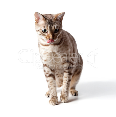 Cream colored bengal tiger cat