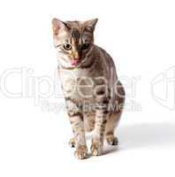 Cream colored bengal tiger cat