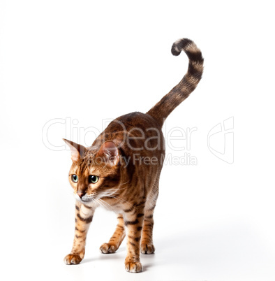 Bengal Tiger Cat staring at invisible object