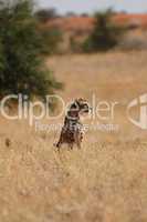 Gepard (Acinonyx jubatus)