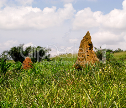 Termite Mound in Ghana West Africa