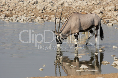 Oryx am Wasserloch