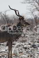 Großer Kudu (Tragelaphus strepsiceros)