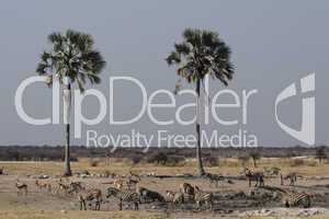 Etosha Nationalpark