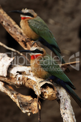 Weißstirnbienenfresser (Merops bullockoides)