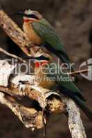Weißstirnbienenfresser (Merops bullockoides)