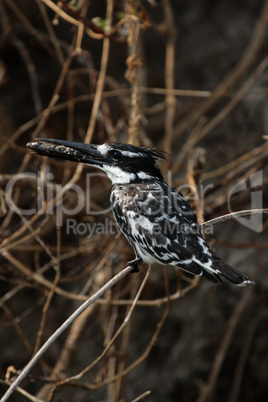 Graufischer (Ceryle rudis)