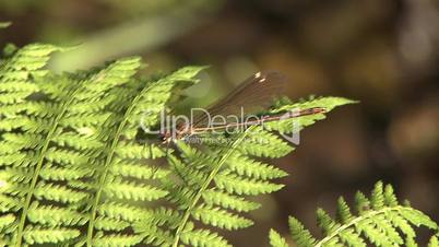 Dragonfly on leaf in swamp
