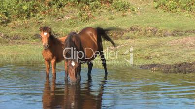 Wild horses in pond