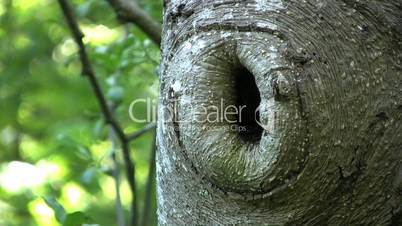 Hole In A Tree