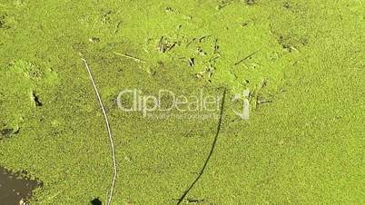 Algae flowing down a canal