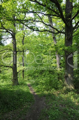 Waldweg Waldweg