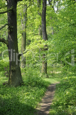 Waldweg Waldweg