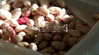 Shelling borlotti beans 3
