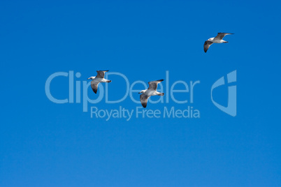 fliegende Möwen, flying seagulls