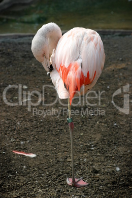 Chilean Flamingo